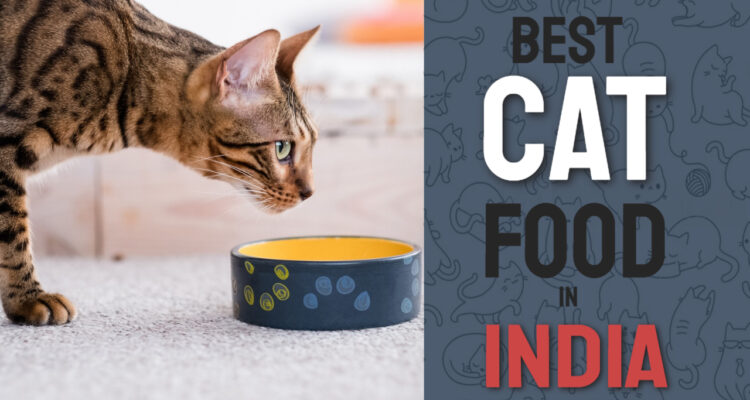 best cat food